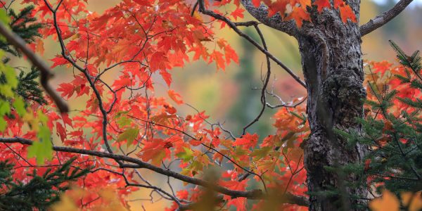 Maple Canopy Detail Near Inverness-CB 4x6