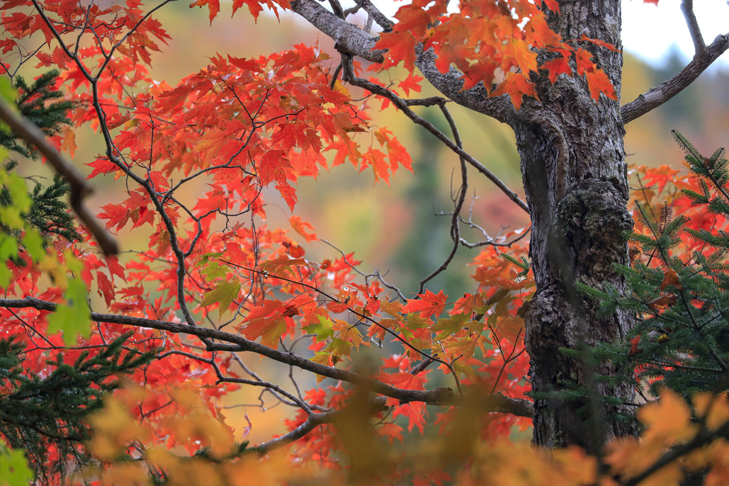 Maple Canopy Detail Near Inverness-CB 4x6
